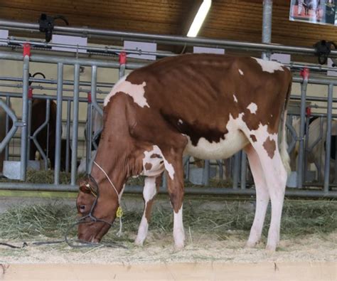 koe delta aby red dochter van chanel|Hoog exterieurniveau in de EmbryoSale! .